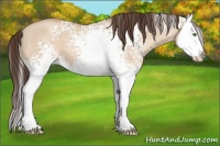 Horse Color:White Spotted Amber Champagne Dun Splash 