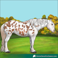 Horse Color:Chestnut Appaloosa 