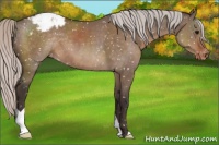 Horse Color:Silver Brown Dun Appaloosa 