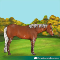 Horse Color:White Spotted Silver Brown  and Silver Bay Rabicano 