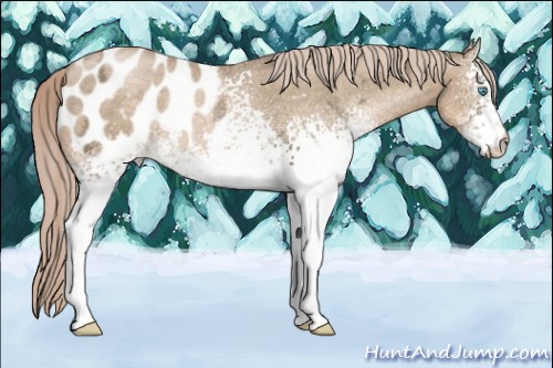 Horse Color:White Spotted Chocolate Palomino Ice Pearl Blanket Rabicano 