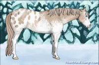 Horse Color:White Spotted Chocolate Palomino Ice Pearl Blanket Rabicano 
