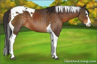 Horse Color:Buckskin Splash Tobiano 