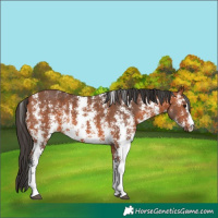 Horse Color:Bay Sabino 