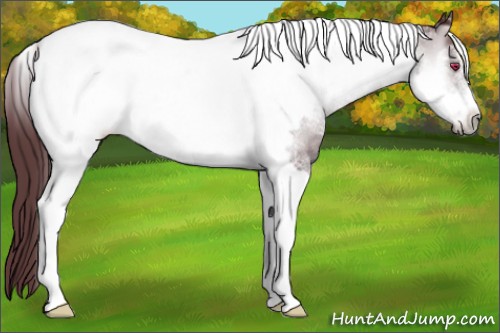 Horse Color:White Spotted Chocolate Brown Chinchilla Onyx Tobiano Frame Rabicano 