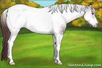 Horse Color:White Spotted Chocolate Brown Chinchilla Onyx Tobiano Frame Rabicano