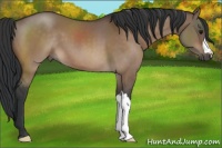 Horse Color:Bay Dun 