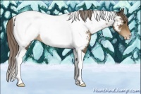 Horse Color:Chocolate Palomino Tobiano Near Fewspot 