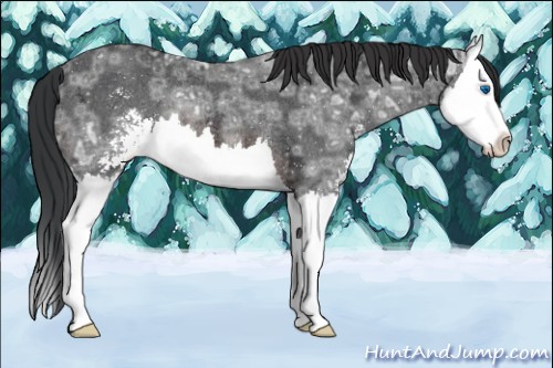 Horse Color:Brown Ice Sabino Splash Rabicano 