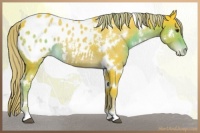 Horse Color:Watercolor White Spotted Liver Chestnut Appaloosa 