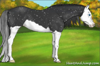 Horse Color:Black Splash Appaloosa 