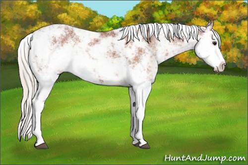 Horse Color:Silver Bay Sabino Appaloosa Rabicano 
