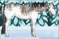 Horse Color:White Spotted Brown Ice 