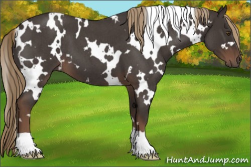 Horse Color:White Spotted Liver Red Roan 