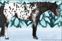 Horse Color:White Spotted Midnight Buckskin Ice Appaloosa 