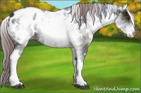 Horse Color:White Spotted Midnight Liver Chestnut Ice Appaloosa 