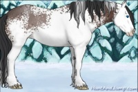 Horse Color:White Spotted Brown Roan Splash 