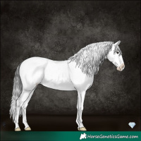 Horse Color:Platinum Chocolate Buckskin Roan Dun Splash Appaloosa