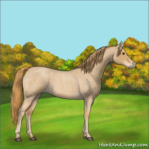 Horse Color:Red Roan 
