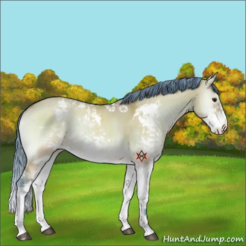 Horse Color:Watercolor Chocolate Brown Onyx Sabino Appaloosa 