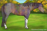 Horse Color:Nacre Brown Tobiano 