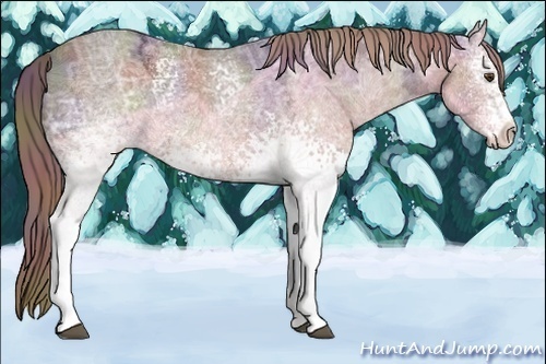 Horse Color:Nacre White Spotted Liver Chestnut Ice Sabino Appaloosa 