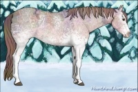 Horse Color:Nacre White Spotted Liver Chestnut Ice Sabino Appaloosa 