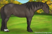 Horse Color:Smoky Black 