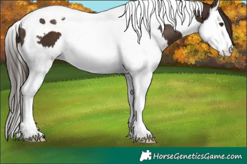 Horse Color:Liver Chestnut Splash Tobiano 