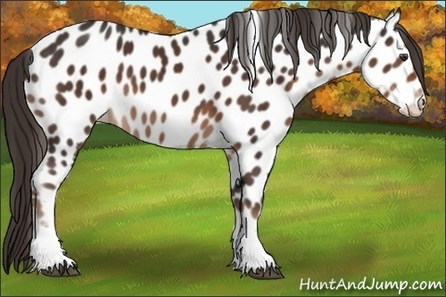 Horse Color:Liver Chestnut Tobiano Appaloosa 