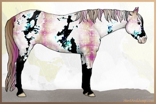 Horse Color:Plaid  White Spotted Brown Pearl Sabino Appaloosa 