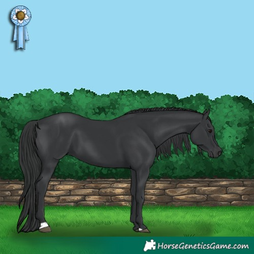 Horse Color:Black 