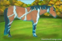 Horse Color:Thunderstruck Bay Roan 
