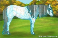 Horse Color:Thunderstruck Buckskin Appaloosa