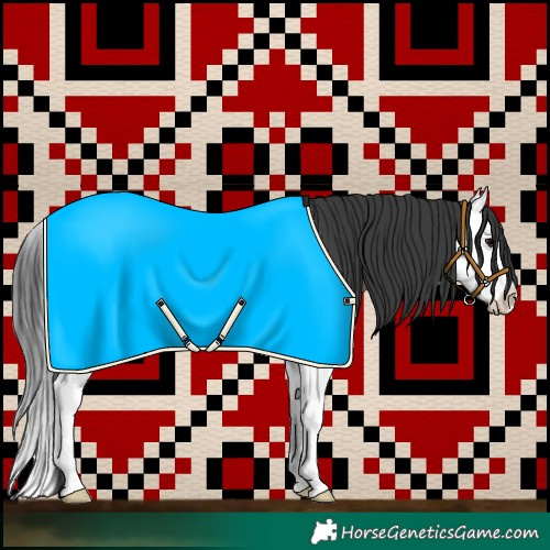 Horse Color:Grullo Splash 