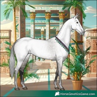 Horse Color:Gray Grullo 