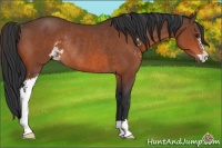 Horse Color:Brown Sabino Rabicano 