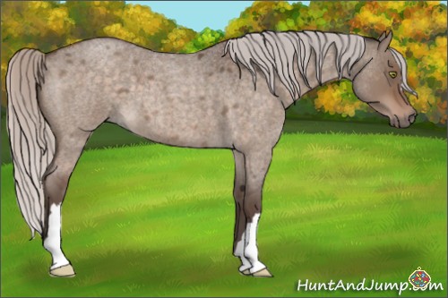Horse Color:Silver Bay Roan Dun 