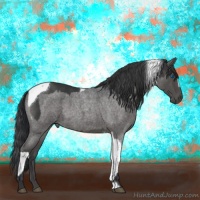 Horse Color:Black Splash Tobiano  and Blue Roan 