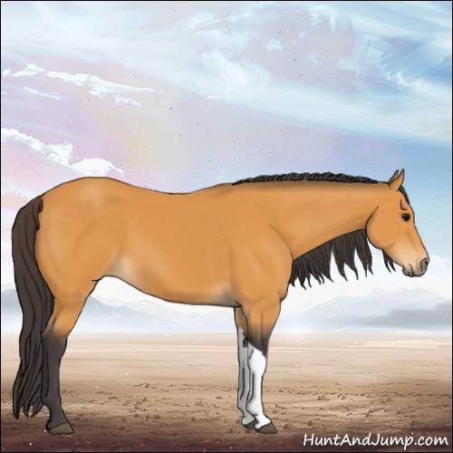 Horse Color:Buckskin 