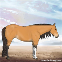 Horse Color:Buckskin 