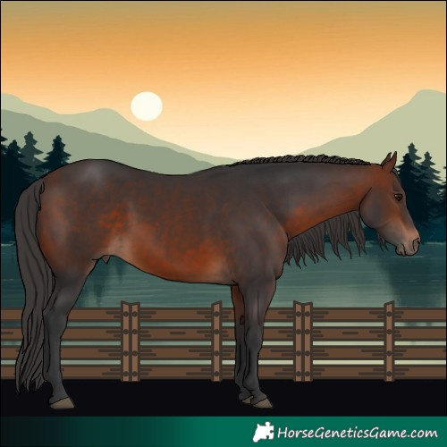 Horse Color:Bay 