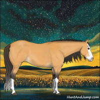 Horse Color:Buckskin Splash 