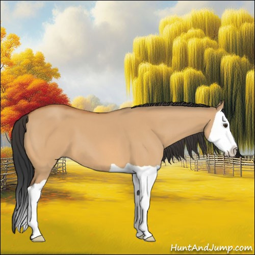 Horse Color:Bay Dun Splash 