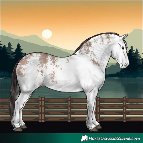 Horse Color:White Spotted Bay 