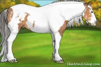 Horse Color:White Spotted Buckskin Splash Tobiano Frame 