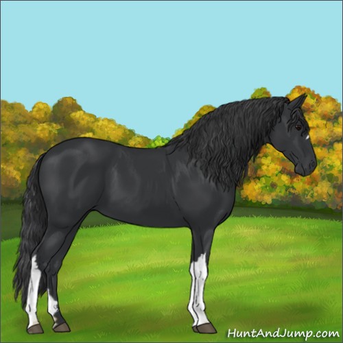 Horse Color:Black 