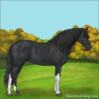 Horse Color:Black 