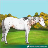 Horse Color:Bay Splash Tobiano Appaloosa  and Gray Bay Splash Tobiano Appaloosa 