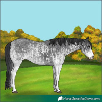 Horse Color:White Spotted Blue Roan Rabicano  and White Spotted Blue Roan Rabicano 